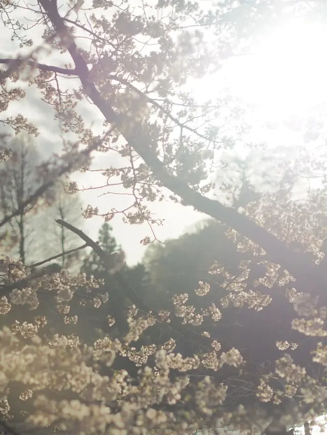 井の頭恩賜公園