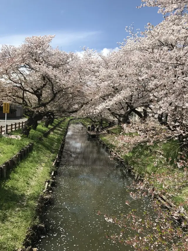 川越氷川神社