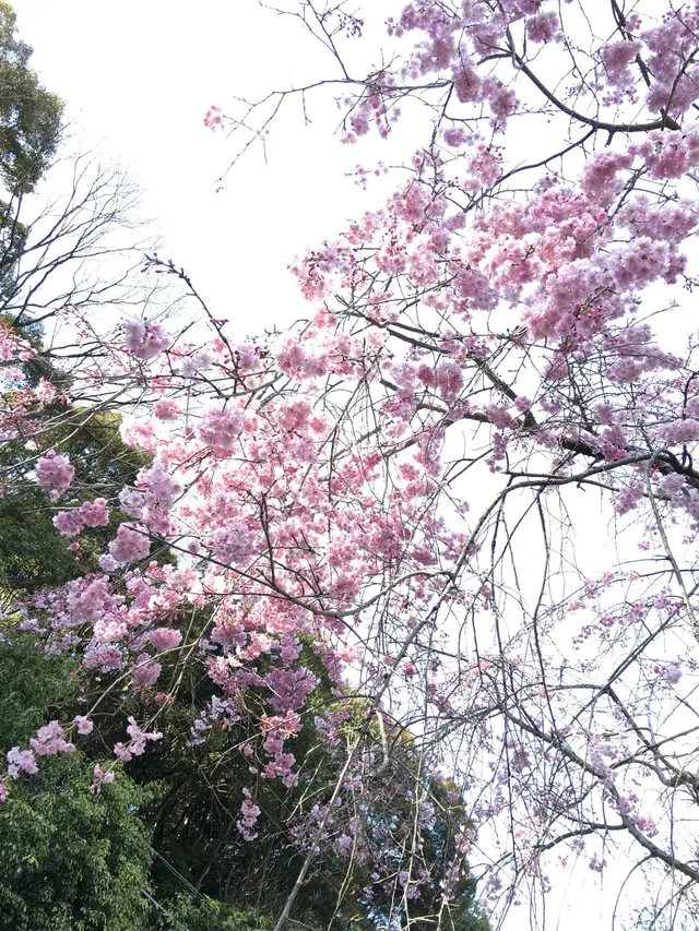 定光寺公園