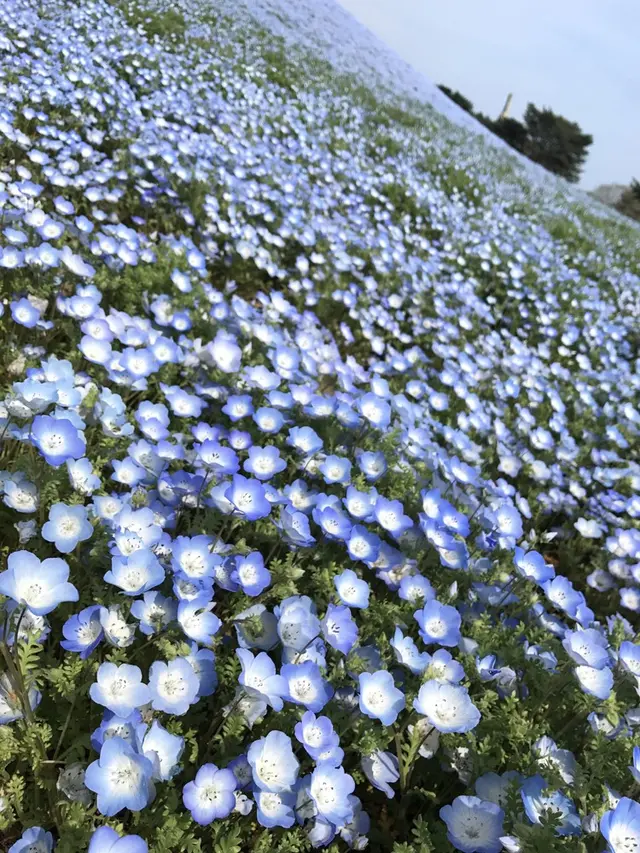 国営ひたち海浜公園