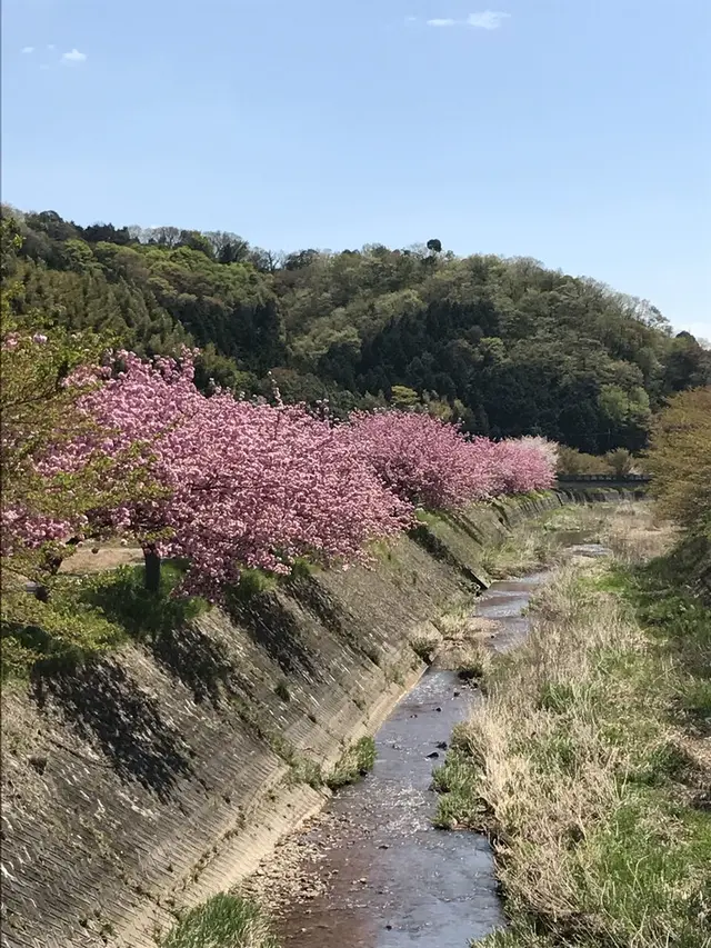 下板井のシャクナゲ
