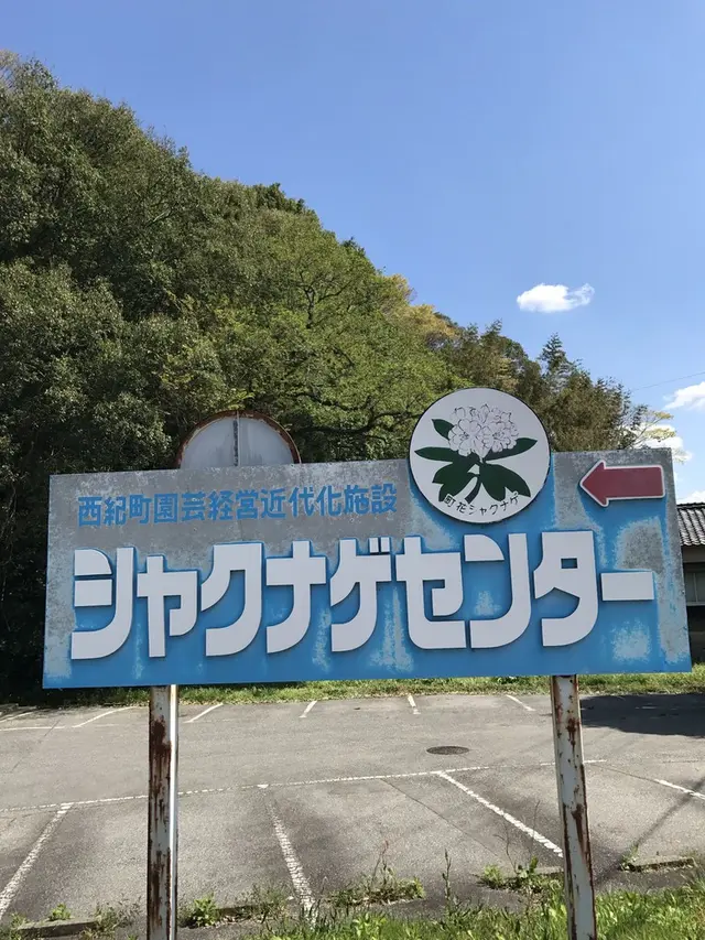下板井のシャクナゲ