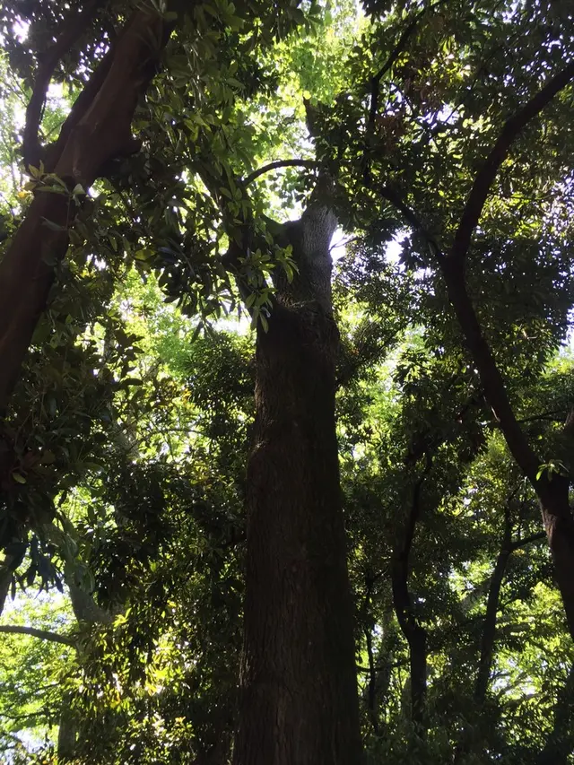 新宿御苑