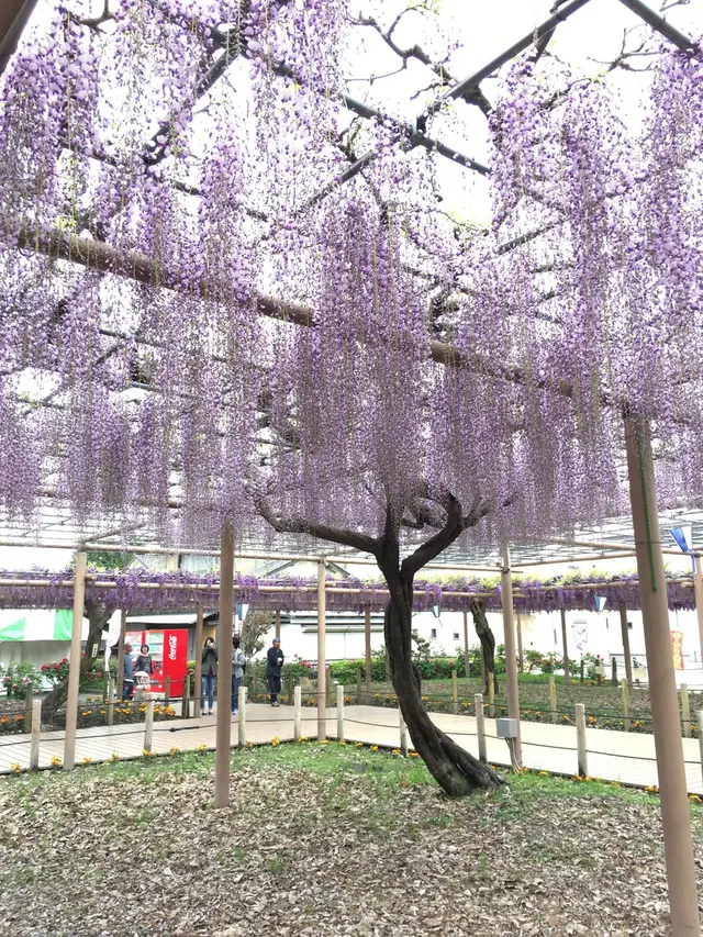 曼荼羅寺