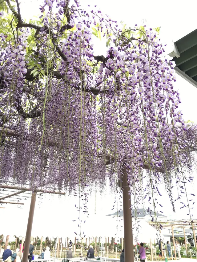 曼荼羅寺