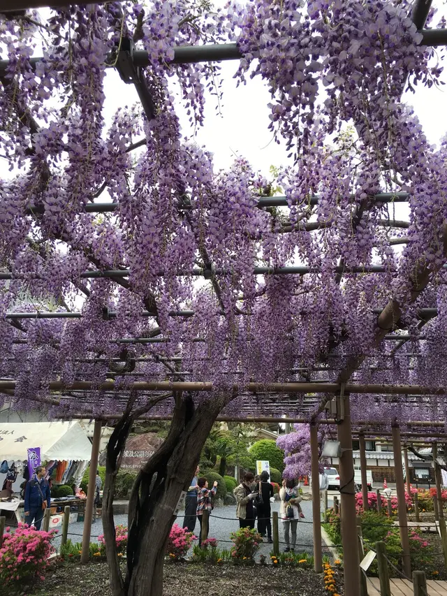 曼荼羅寺