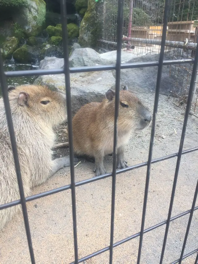 阿蘇カドリー・ドミニオン