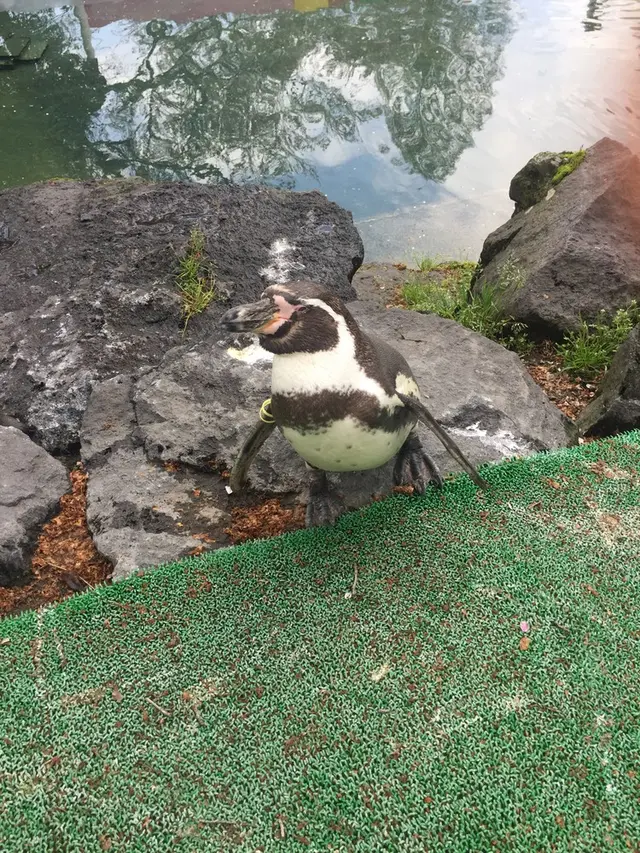 阿蘇カドリー・ドミニオン