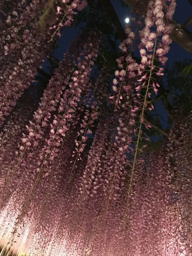あしかがフラワーパーク