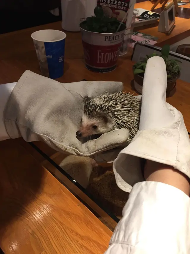 ハリネズミカフェ HARRY 原宿