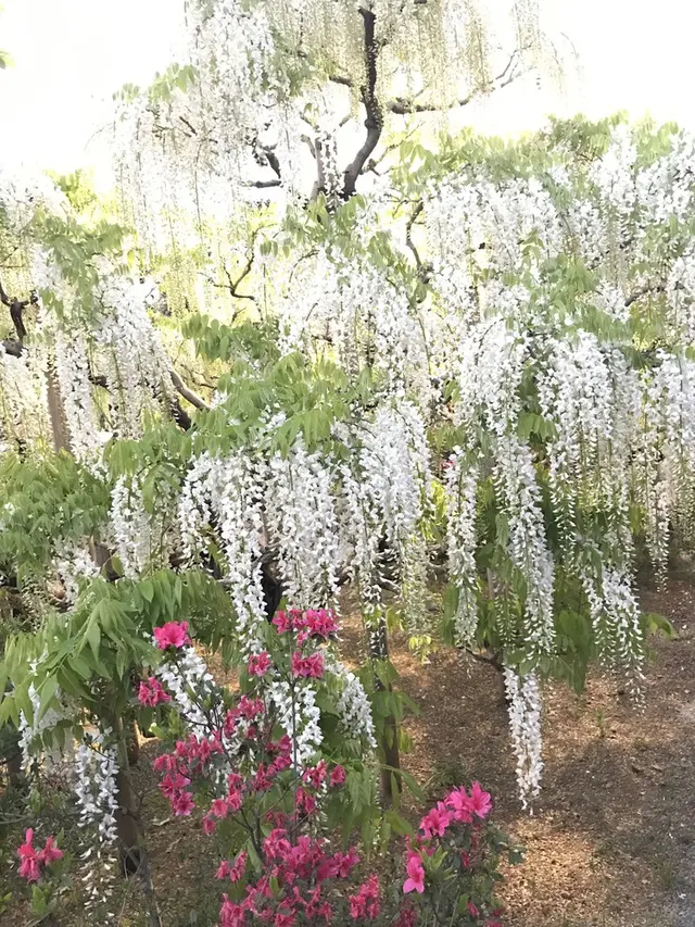 あしかがフラワーパーク