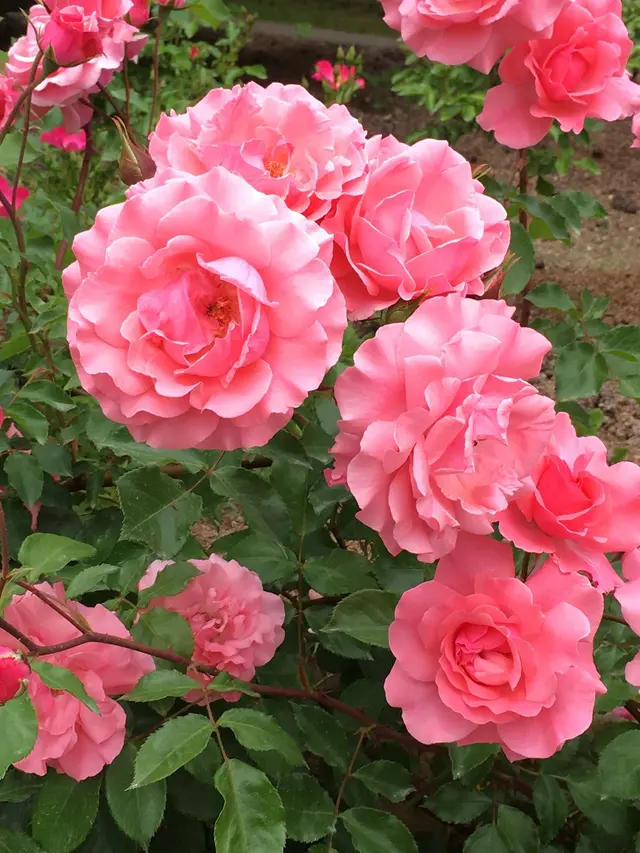 花フェスタ記念公園