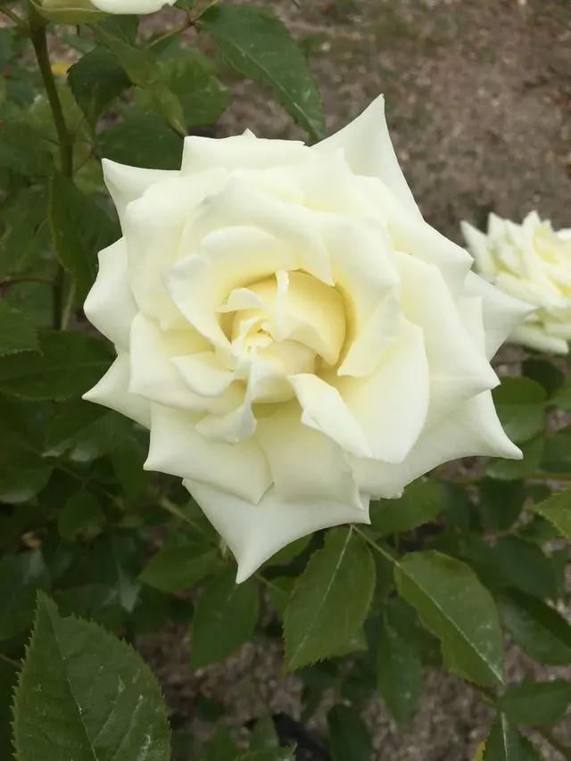 花フェスタ記念公園