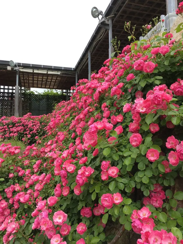 花フェスタ記念公園