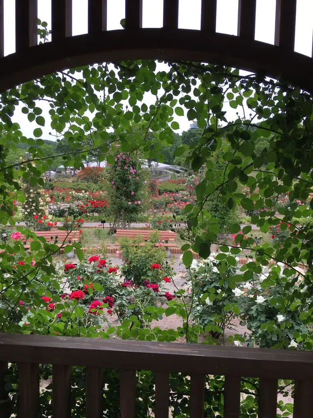 花フェスタ記念公園