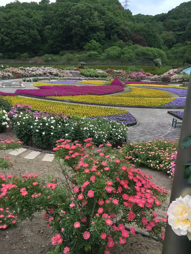 花フェスタ記念公園