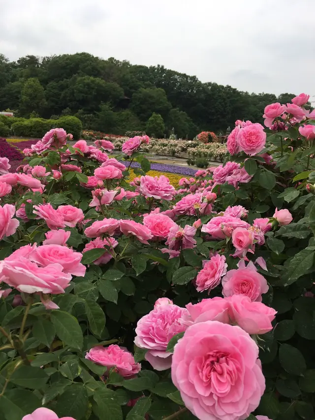 花フェスタ記念公園