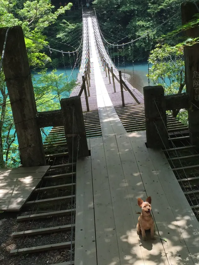 夢の吊橋