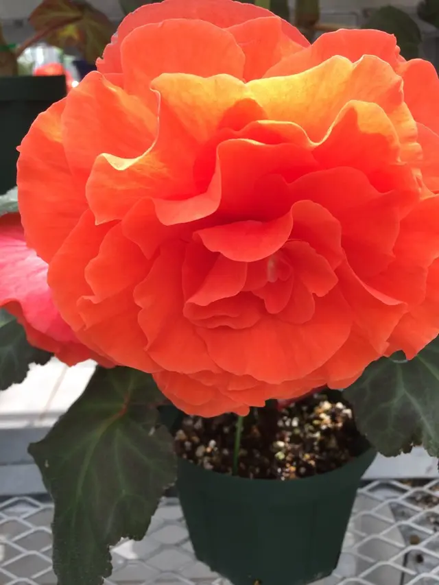 神代植物公園
