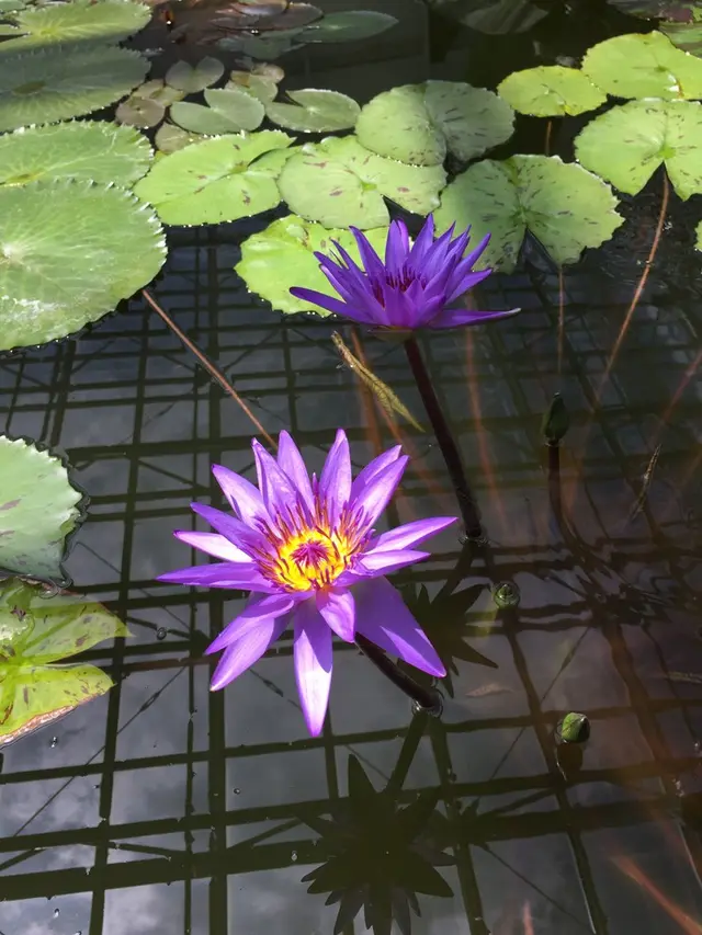 神代植物公園