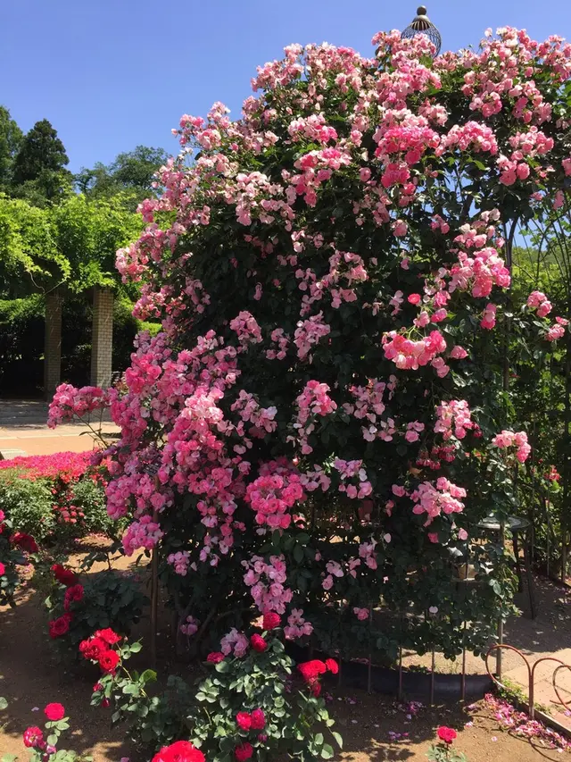 神代植物公園