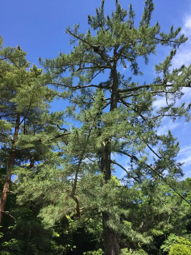 伊勢神宮内宮（皇大神宮）