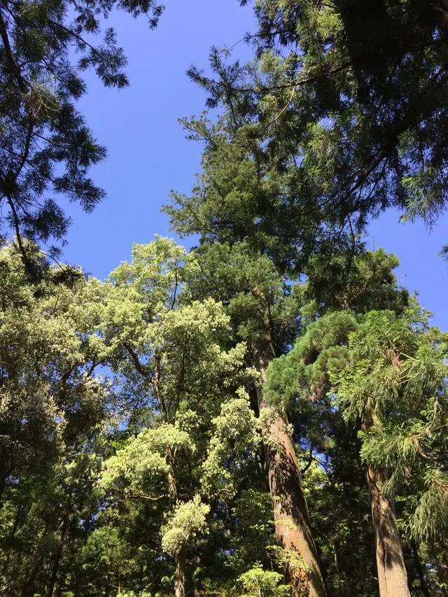 伊勢神宮内宮（皇大神宮）