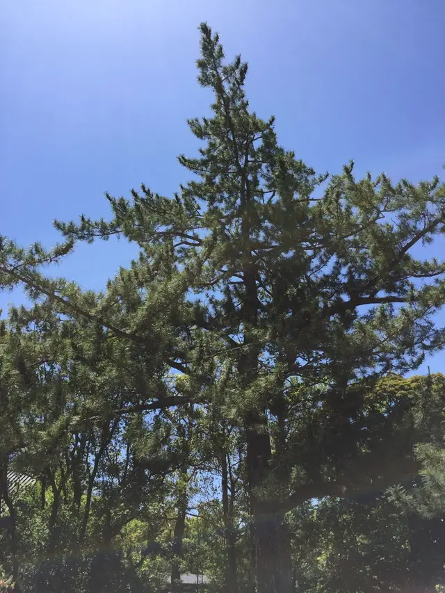 伊勢神宮外宮（豊受大神宮）