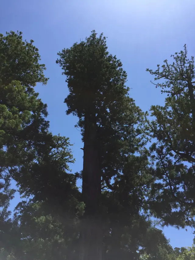 伊勢神宮外宮（豊受大神宮）