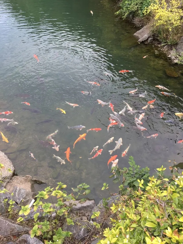 形原温泉あじさいの里