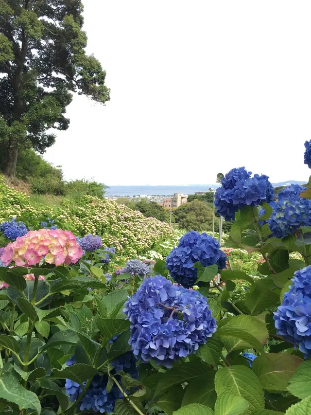 形原温泉あじさいの里