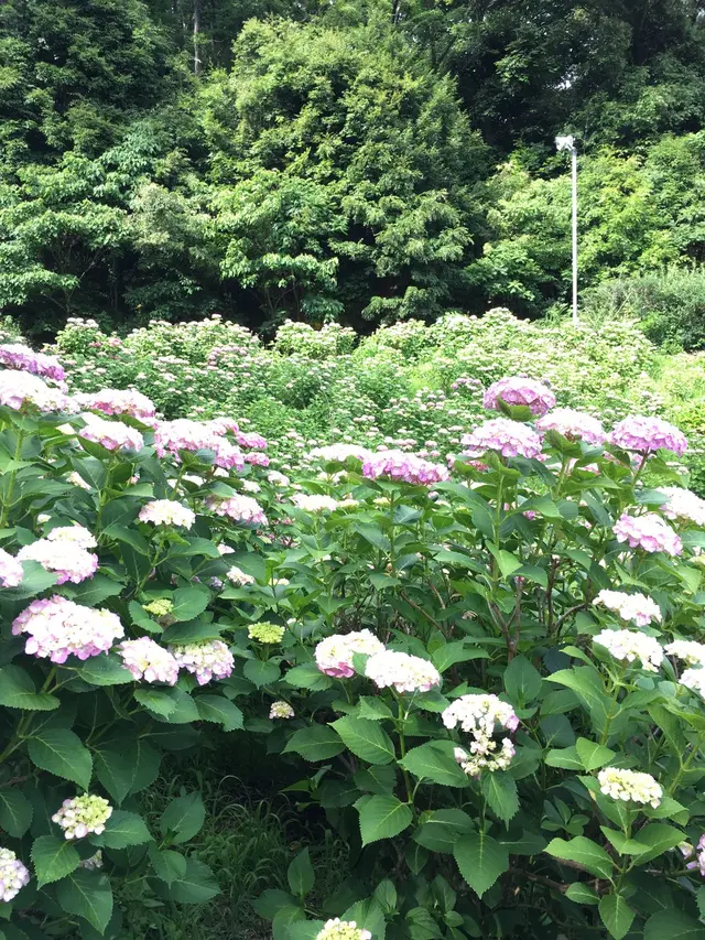 形原温泉あじさいの里