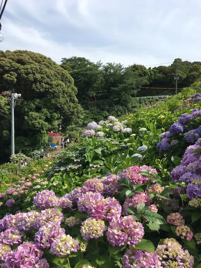 形原温泉あじさいの里