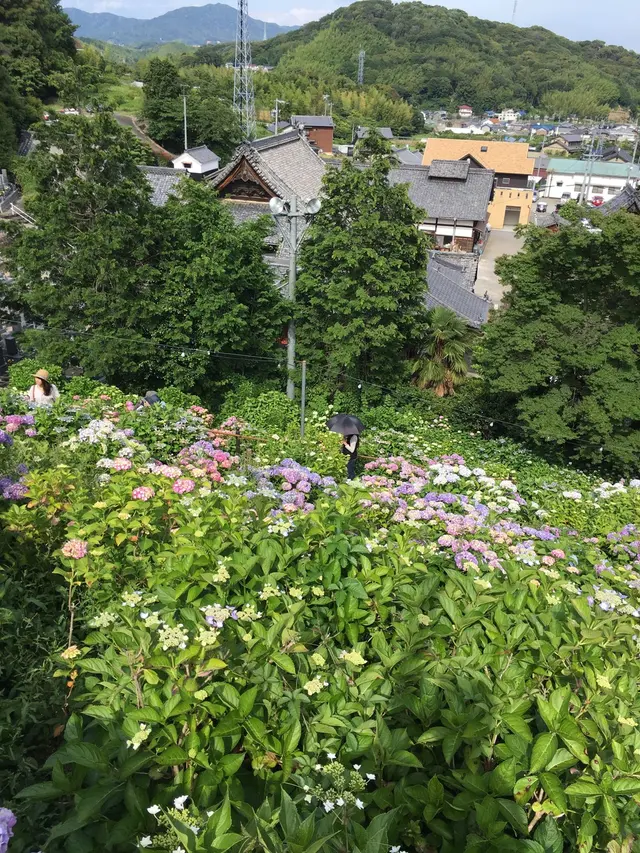 形原温泉あじさいの里