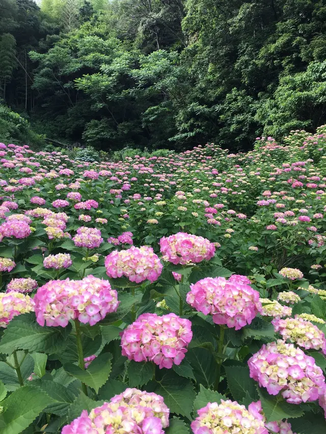形原温泉あじさいの里