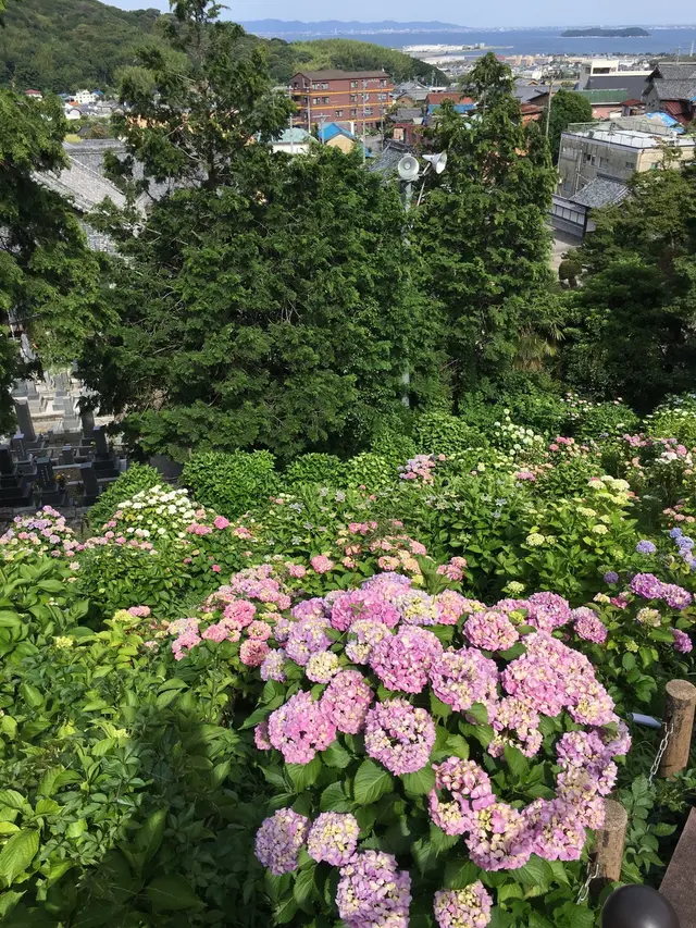 形原温泉あじさいの里
