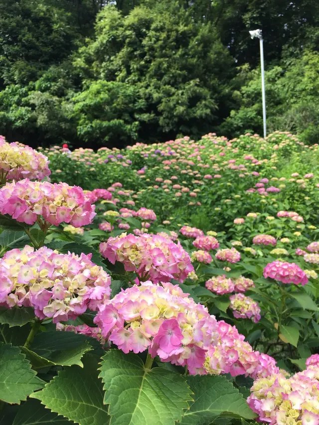 形原温泉あじさいの里