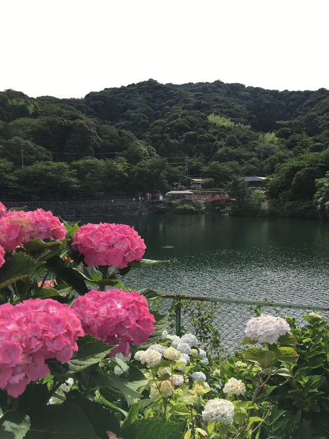 形原温泉あじさいの里