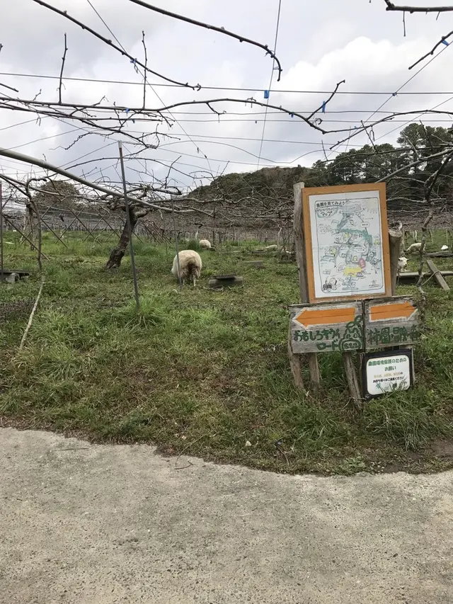 キウイフルーツ・カントリーＪＡＰＡＮ