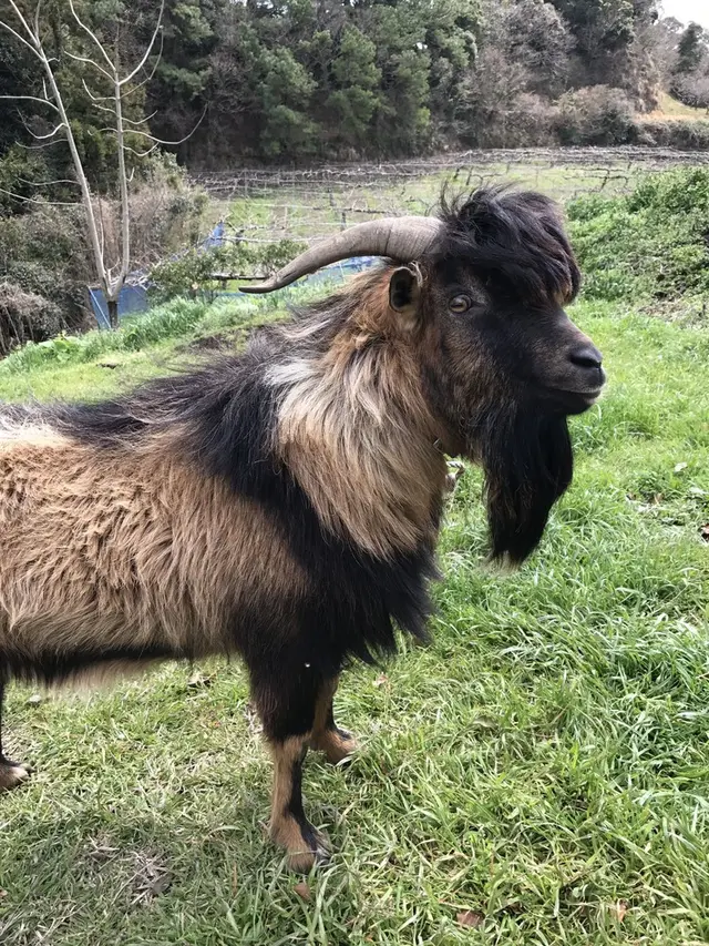 キウイフルーツ・カントリーＪＡＰＡＮ