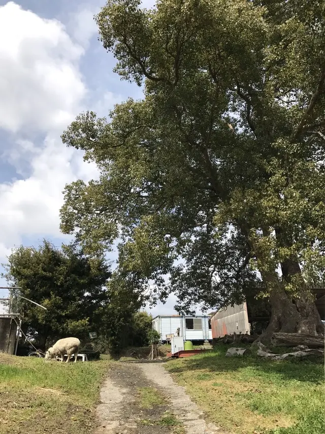 キウイフルーツ・カントリーＪＡＰＡＮ