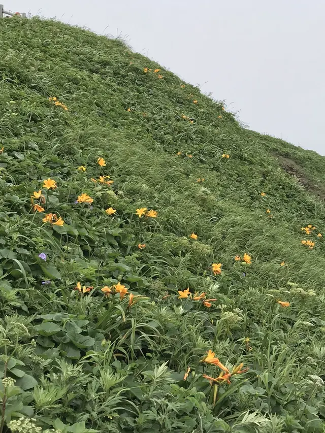 利尻島