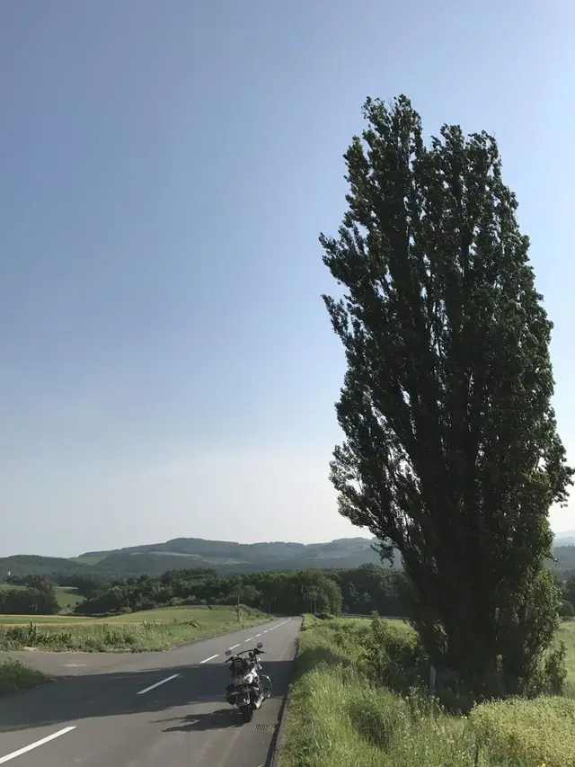 ケンとメリーの木