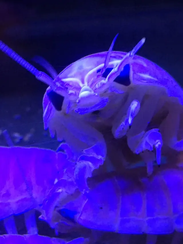 碧南市青少年海の科学館・碧南海浜水族館