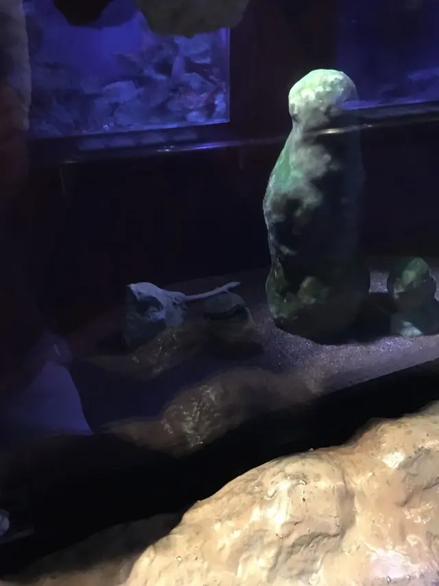 碧南市青少年海の科学館・碧南海浜水族館