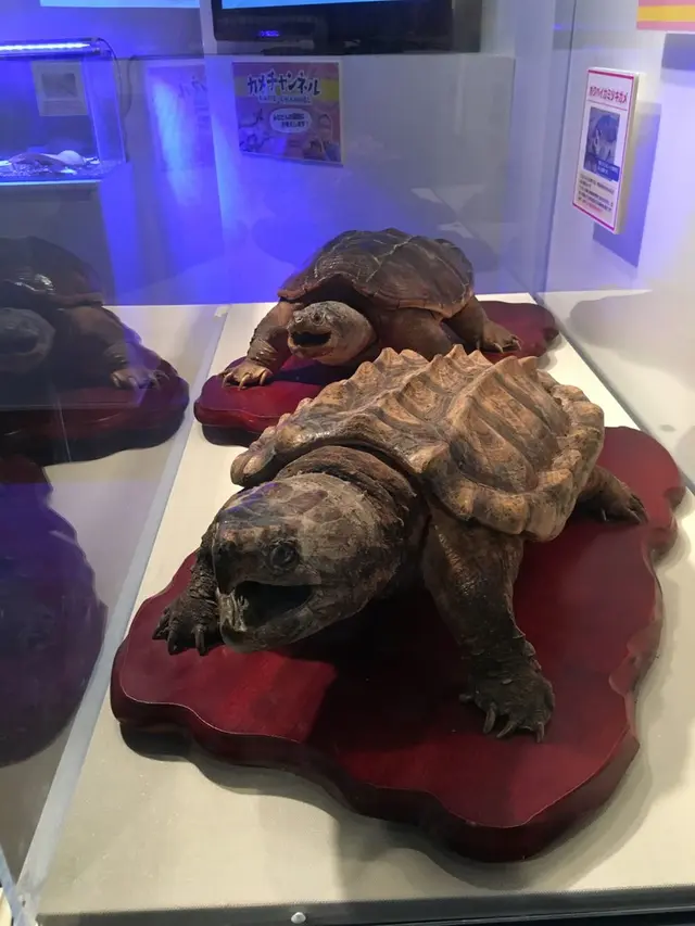 碧南市青少年海の科学館・碧南海浜水族館