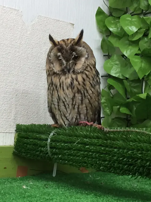 猛禽カフェ ファルコン