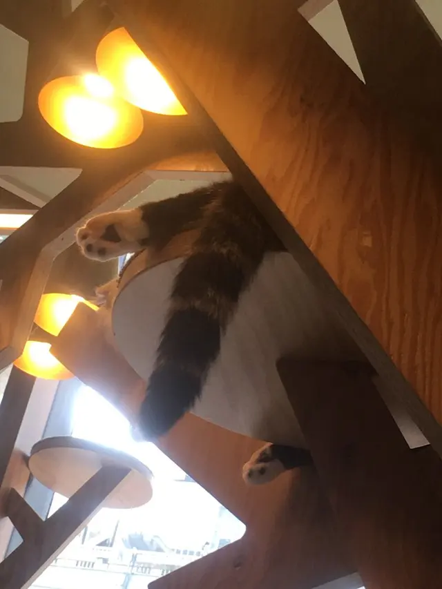 猫カフェ MoCHA（モカ）秋葉原店