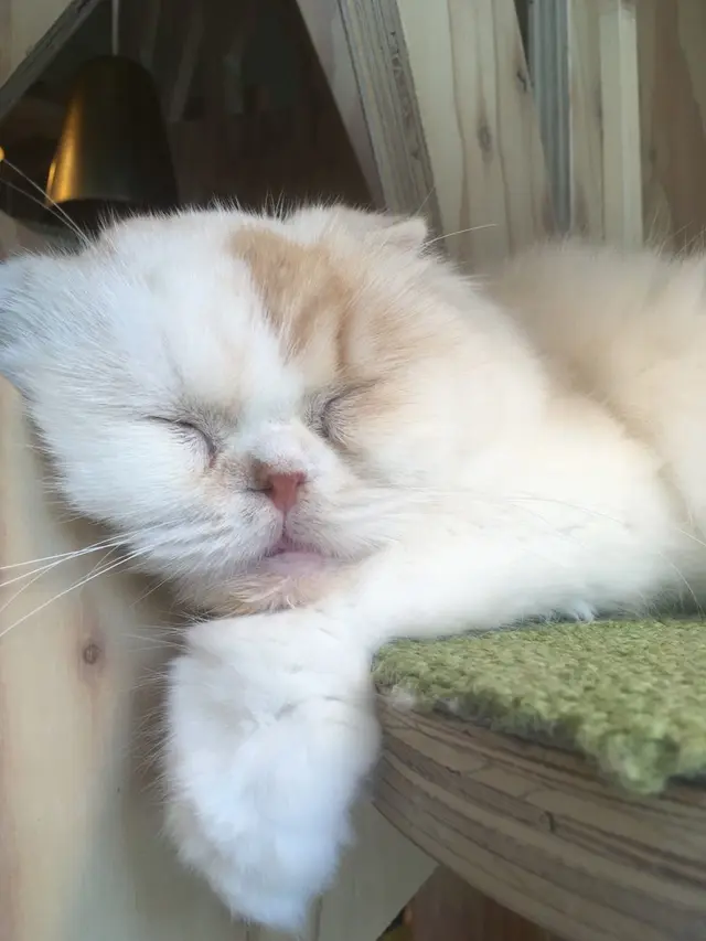 猫カフェ MoCHA（モカ）秋葉原店