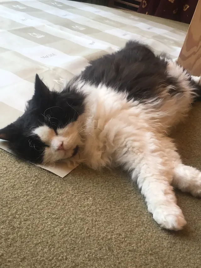 猫カフェ MoCHA（モカ）秋葉原店